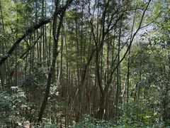 -上海佘山国家森林公园天马山园