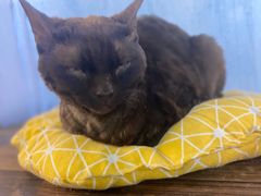 -喵屿·大理花园猫咖