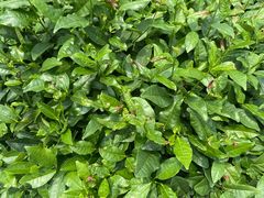 -龙坞茶村