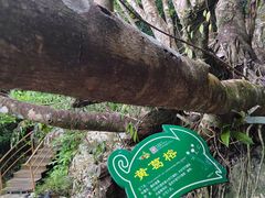 -呀诺达热带雨林