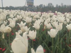 -荷兰花海