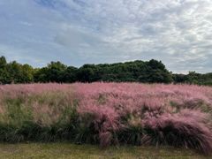 -西双版纳原始森林公园