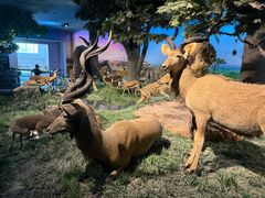 -国家自然博物馆