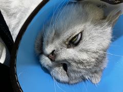 -米苏动物医院·犬猫专科·骨科外科内窥镜