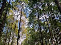 -山王坪喀斯特国家生态公园