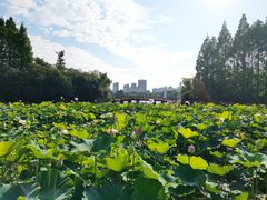 -黄兴公园