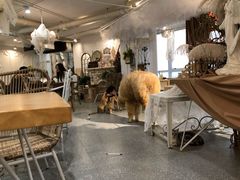 -共舞时光猫咖·狗咖(新街口店)