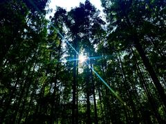 -黄海国家森林公园