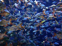 -成都浩海立方海洋公园