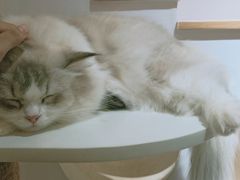 -猫域·湾主题猫咖·宠物吧(南坪城市广场店)