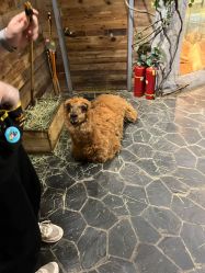 -Zoolung Zoolung动物主题公园(海信广场店)