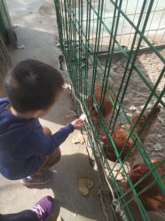 -上美四季动物农场