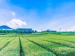 -雪绿茶博物馆