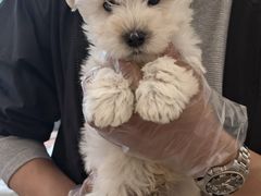 -翊宠yipet猫狗购宠庄园犬舍•猫舍