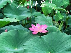 -北陵公园
