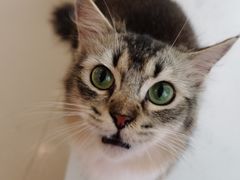 -共舞时光猫咖·狗咖(新街口店)