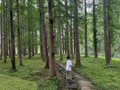 -黄海国家森林公园