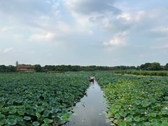 -荷塘月色湿地公园·向阳花洲