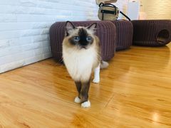 -momokira米努特·德文卷毛猫·棉花面纱犬
