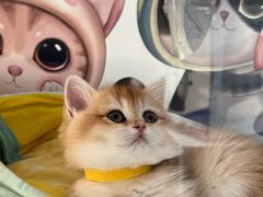 -糯米喵星人总部直营旗舰店·猫舍·幼猫出售