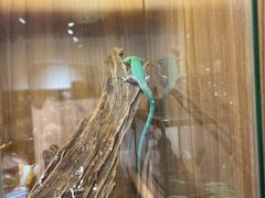 -酷以爬仙阁实体爬宠店·守宫·蜥蜴·专业繁育