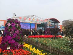 -荷兰花海