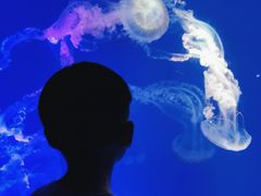 -海合安成都极地海洋公园