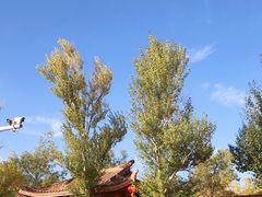 -金塔沙漠胡杨林景区