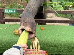 -野象谷景区