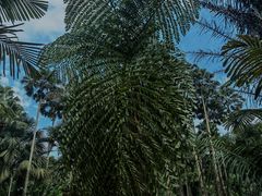 -中国科学院西双版纳热带植物园