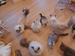 -有喵·猫咖·狗咖·30几只猫10只小狗(岗厦店)