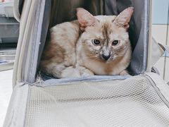 -中农国际动物医院24小时·猫科·骨科·急重症中心
