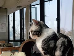 -猫小院猫主题餐厅(南锣旗舰店)