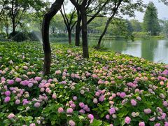 -金银湖国家城市湿地公园