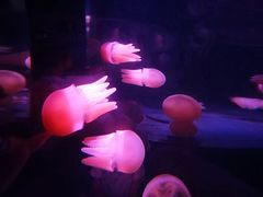 -悉尼海洋生物水族馆