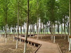 -东郊湿地公园