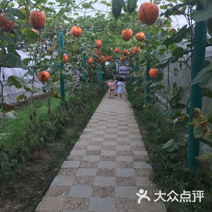 马陆葡萄主题公园图片-北京采摘/农家乐-大众点评网