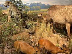 -陕西自然博物馆