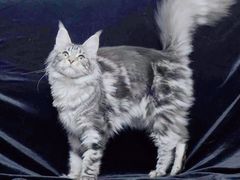 -十年猫舍·猫咪专门店(普陀店)