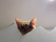 -楼上猫咖(罗湖店)