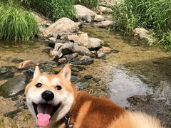 -碓臼峪自然风景区