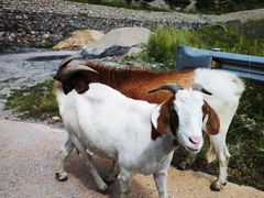 -白草畔自然风景区