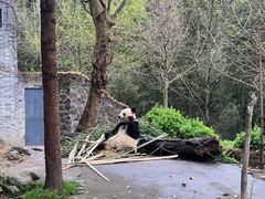 -都江堰中华大熊猫苑