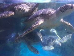 -烟台海昌鲸鲨海洋公园