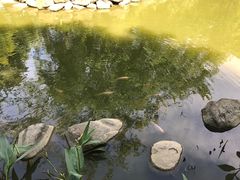 -金花茶公园