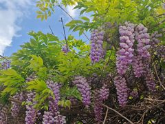 -长虫山生态公园风景林