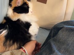 -MOYOYO猫咪咖啡店