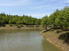 -合肥滨湖国家森林公园