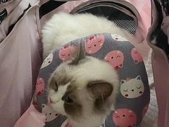 -顺强宠物诊所·狂犬免疫·夜诊·骨科(嘉定店)