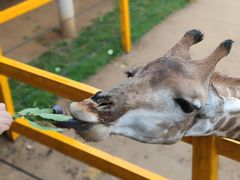-西霞口神雕山野生动物世界